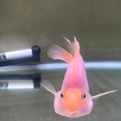 キングコングパロットファイア±13cmの画像