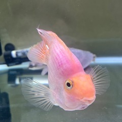 キングコングパロットファイア±13cmの画像