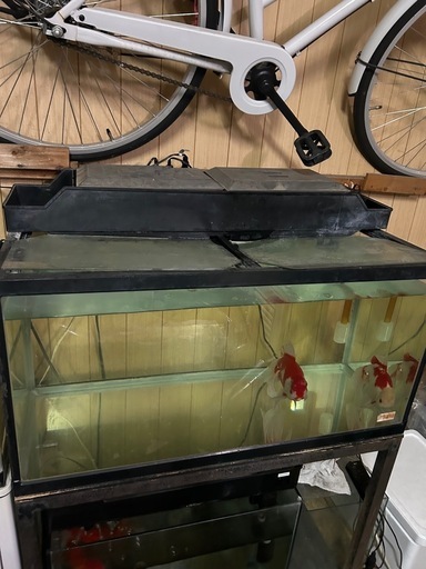 金魚