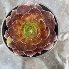 多肉植物 の画像