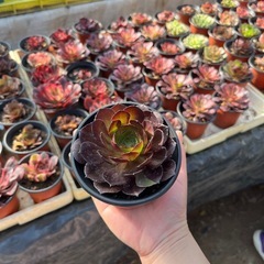 多肉植物 の画像