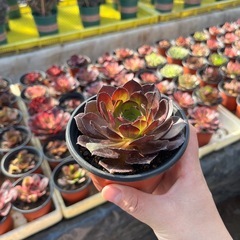 多肉植物 の画像