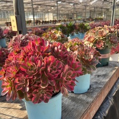 多肉植物の画像