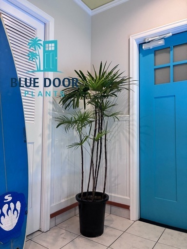22【カンノンチク（観音竹） 約150cm】大型観葉植物｜西海岸インテリア｜リゾートスタイル｜BLUE DOOR PLANTS