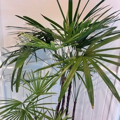 22【カンノンチク（観音竹） 約150cm】大型観葉植物｜西海岸インテリア｜リゾートスタイル｜BLUE DOOR PLANTSの画像