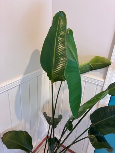 23【ストレリチア（オーガスタ）約150cm】大型観葉植物｜西海岸インテリア｜リゾートスタイル｜BLUE DOOR PLANTS