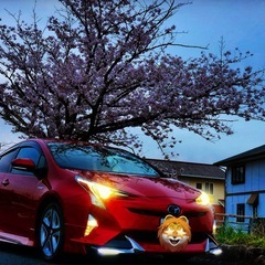 名残惜しき50プリウスの画像