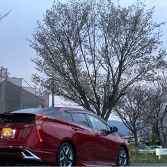 名残惜しき50プリウスの画像