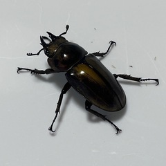 ババオウゴンオニペアの画像