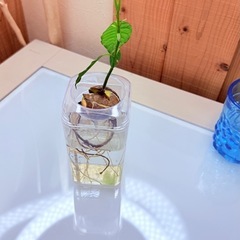 アボカド　水耕栽培　の画像