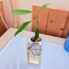 アボカド　水耕栽培　の画像