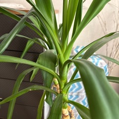 観葉植物の画像