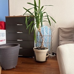 観葉植物の画像