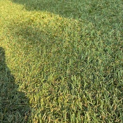 端材　人工芝の画像