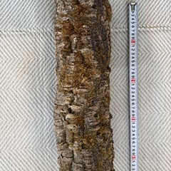 【最終価格】大型コルク板5枚、爬虫類、ビカクシダの画像