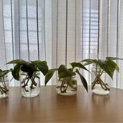 ポトス水耕苗5本セットの画像