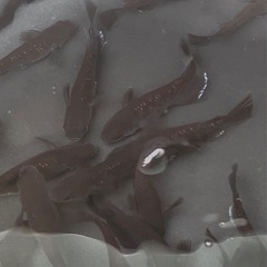 🐟めだか🐟曜変天目♂♀1ペア　めだかの画像