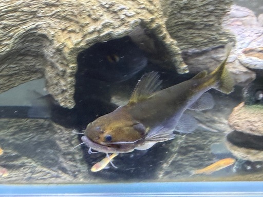 バトラクスキャット　8センチ