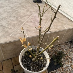 レモンレモネード 果樹　苗 木　の画像