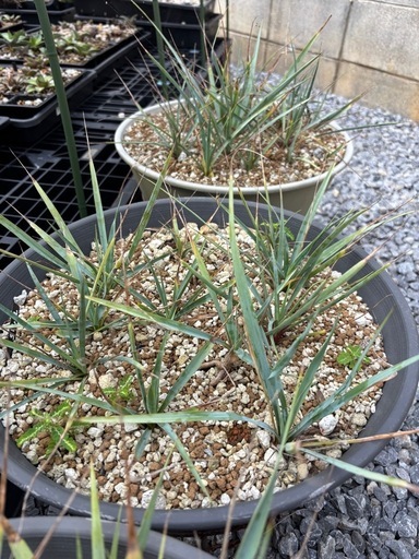 ユッカ リギダ Yucca rigida (くだか) てだこ浦西のその他の中古 