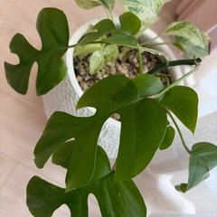 観葉植物（ヒメモンステラ＆ゴールデンポトス寄せ植え）おしゃれ鉢付きの画像