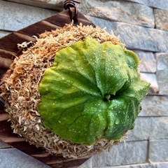 P.ridleyi wild_リドレイ 着生板付◆ビカクシダ/コウモリランの画像