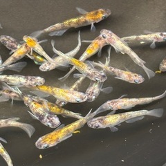 花魁　選別漏れ❗️の画像