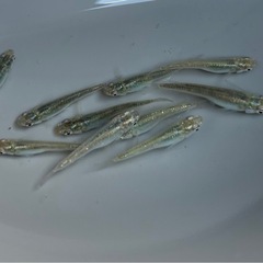メダカ　緑光めだか　20匹❗️めだかの画像