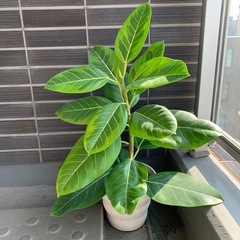 ゴムの木の画像