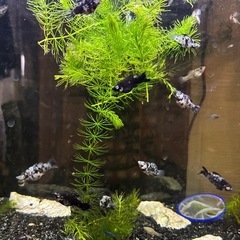 モーリー　バルーンモーリーの画像