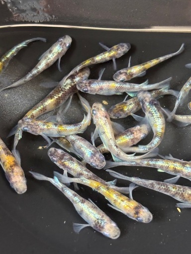 花魁　  オス6 ❓ メス２０❓