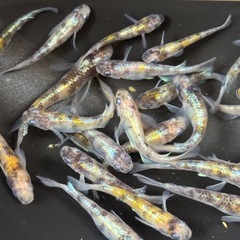 花魁　  オス6 ❓ メス２０❓の画像