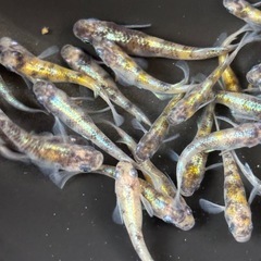 花魁　  オス6 ❓ メス２０❓の画像