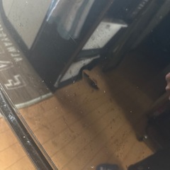 【4月半ば〜末　引き渡し】冷蔵庫の画像