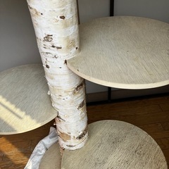 飾り棚　　樹木　白樺の画像