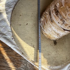 飾り棚　　樹木　白樺の画像