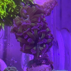 ナガレハナサンゴ茎グリーンフラグの画像