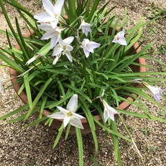 ムスカリ・ハナニラの画像