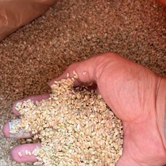 くず米　玄米、ヒノヒカリ、農薬未使用　令和7年産　約20kg   福岡県糸島市で栽培の画像
