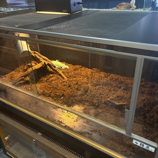 爬虫類ケージ