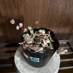 ハートカズラ　レディハート⑤の画像