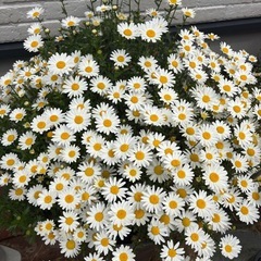 植物　花　ノースポール　鉢ごとの画像