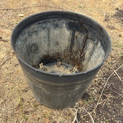 【至急3/29.3/30限定】栽培用トレー　　9号　大きいサイズ　大量の画像