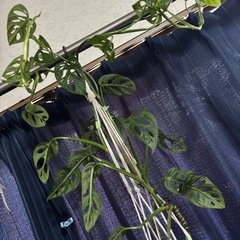 マドカズラの画像