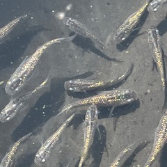 ラメメダカ若魚10匹の画像