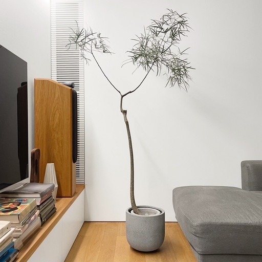 観葉植物 ブラキキトン 195cm