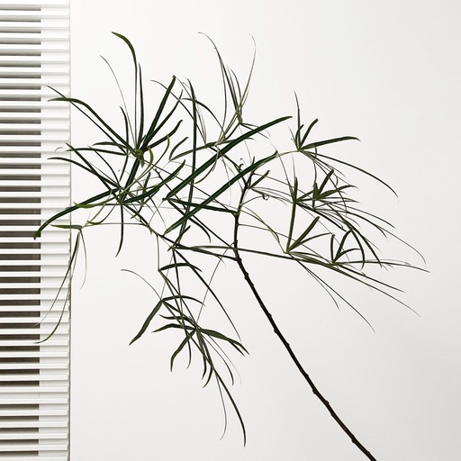 観葉植物 ブラキキトン 195cm