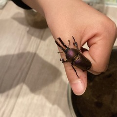 パプアキンイロクワガタ♀×2匹探してます（大阪）