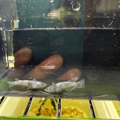 改良メダカ⚫️桔梗菊ブラック針子⚫️5匹1200円の画像