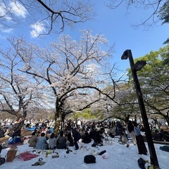 【春満開！お花見ワイン会2026＠札幌円山公園】  - 札幌市